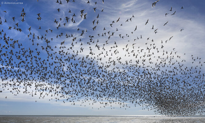 Una mano redactó las observaciones de al menos  diez estancias en contra del humedal Bahía Lomas