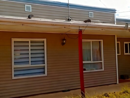 Plaga de “guarenes” se pasean por techos de viviendas tuteladas de Porvenir