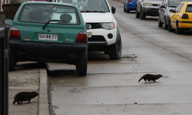 Sag recibe denuncia de tres  quiques avistados en barrio “18”