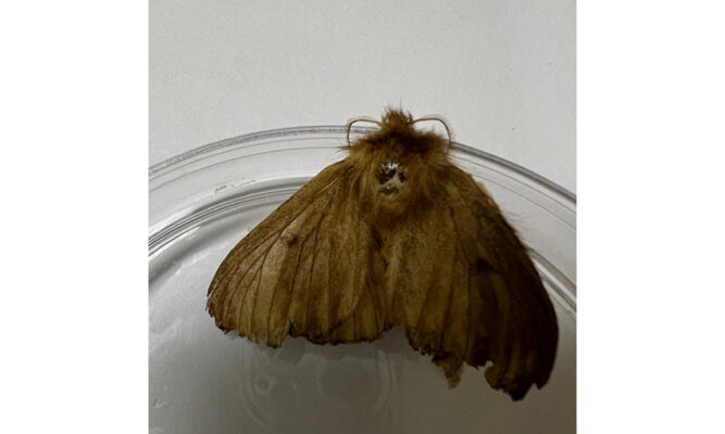 Sag detecta plaga de polillas en nave coreana  que atracó en Cabo Negro y ordena fumigación