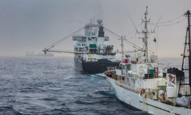 GUERRAS DEL KRILL: Tensión Antártica Aumenta