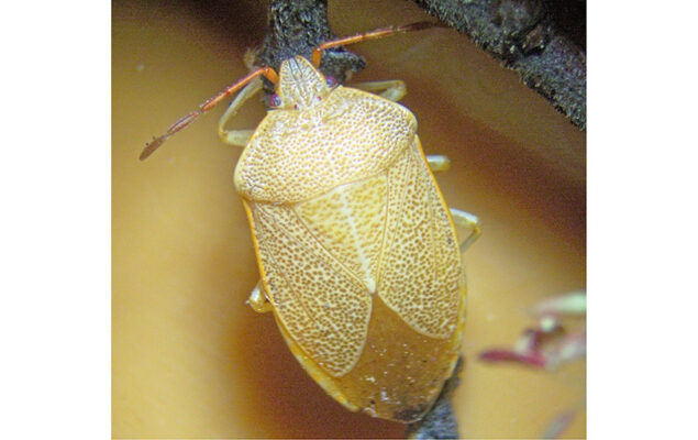 Tordos, chinches naranjas y bosques ocres: cómo  la naturaleza anuncia la llegada del invierno