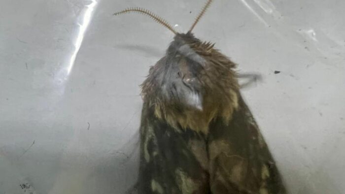 Detectan plaga de polilla esponjosa en barco proveniente de Corea del Sur