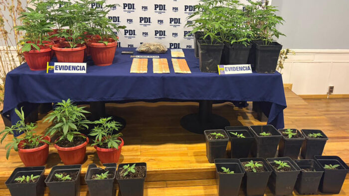 Arresto domiciliario total para hombre que  se dedicaba al cultivo y venta de marihuana